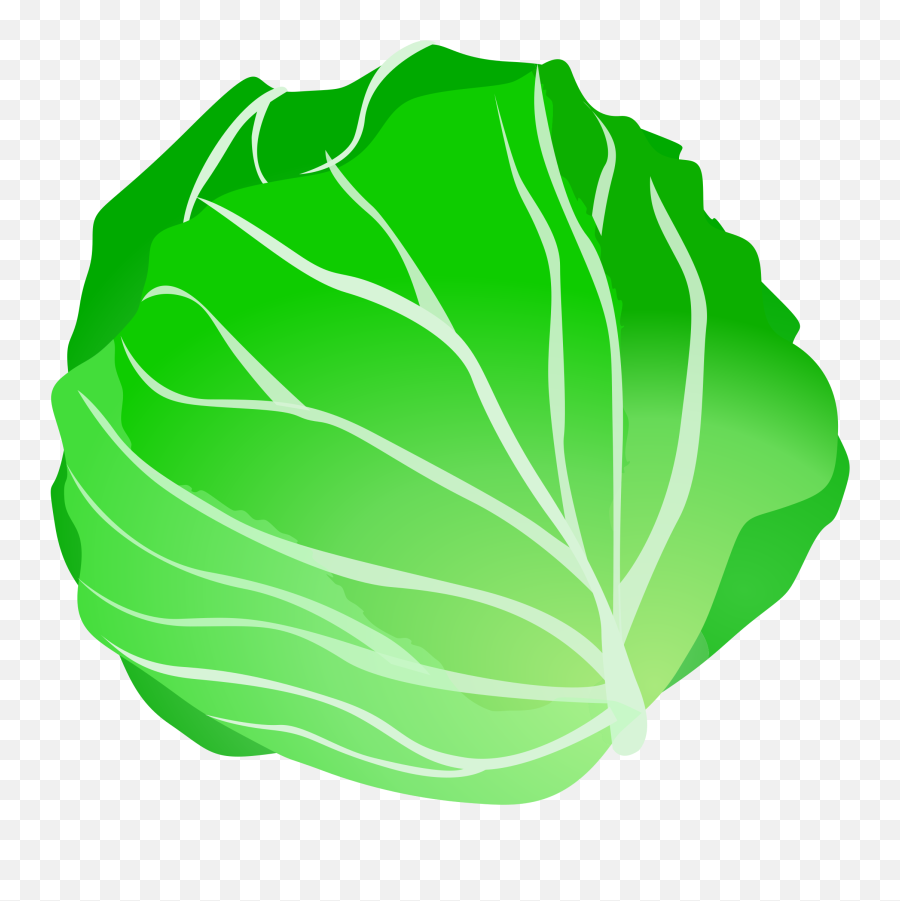 Vegetable Lettuce Fruit Clip Art - Cabbage Transparent Png Lettuce Clip Art,Salad Transparent Background