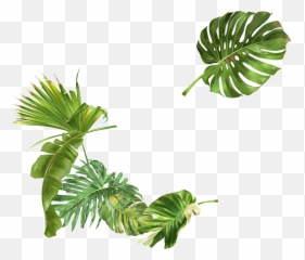 Ecoedro - Clip Art Png,Leafs Png
