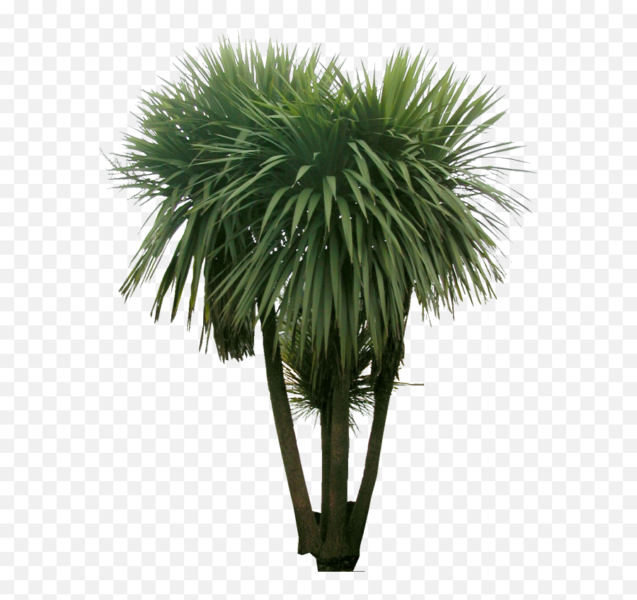 Pin De Marielle Cevallos En Design U003ccutoutsu003e Árboles Y - Plant Photoshop Png,Yucca Png