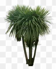 Pin De Marielle Cevallos En Design U003ccutoutsu003e Árboles Y - Plant Photoshop Png,Yucca Png