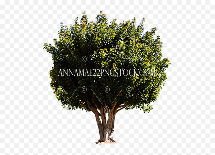 Tree Png Stock Photos - Barringtonia Asiatica Png,Woody Png