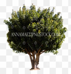 Tree Png Stock Photos - Barringtonia Asiatica Png,Woody Png