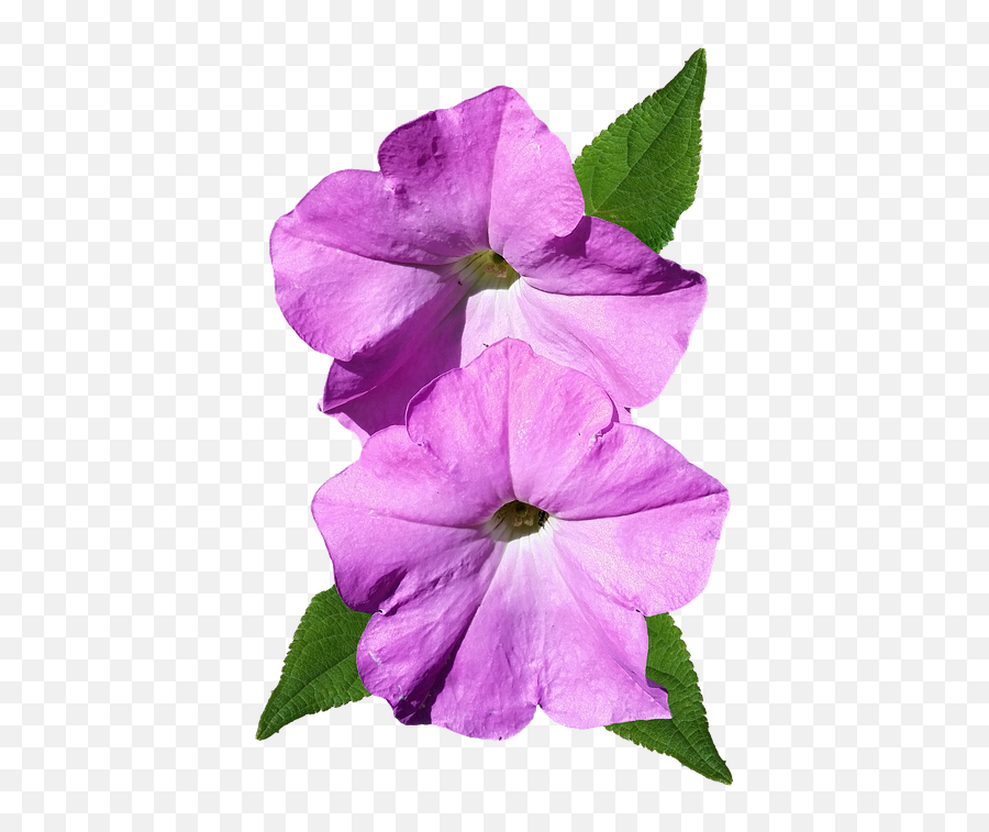 Petunia Pink Flower Cut - Free Photo On Pixabay Petunia Png,Mexican Flowers Png