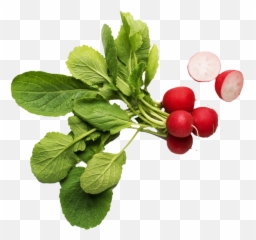 What Do We Grow U2014 Tanaka Farms - Beet Greens Png,Radish Png
