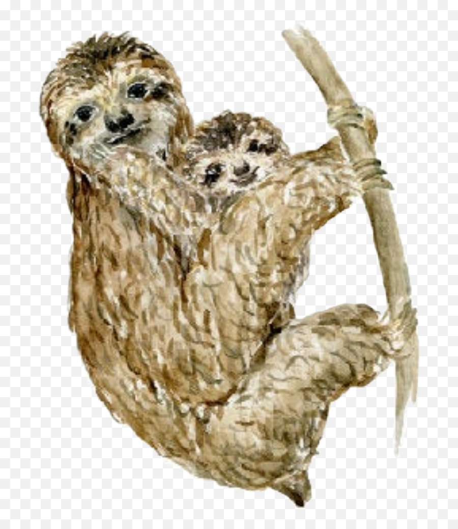 Three - Toed Sloth Transparent Cartoon Jingfm Sloths Png,Sloth Transparent