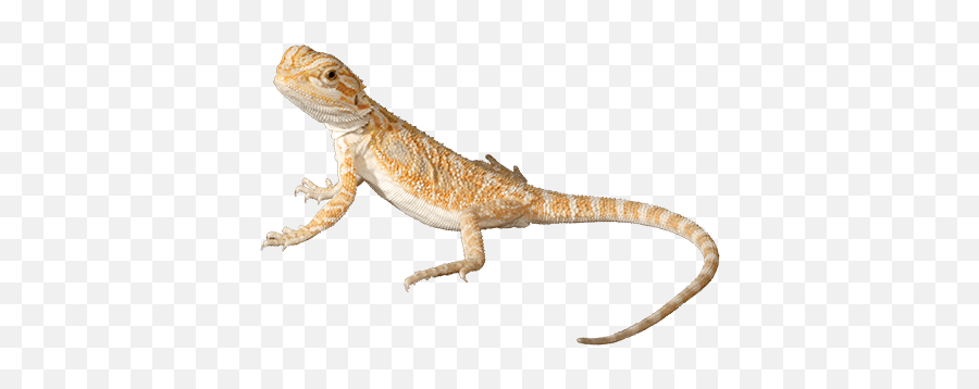 Inland Bearded Dragon - Bearded Dragon No Background Png,Bearded Dragon Png