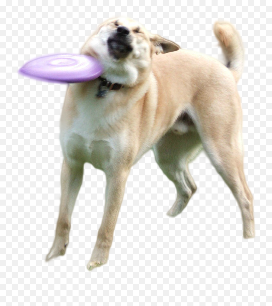 Download Doge Png - Frisbee Dog Png,Doge Png