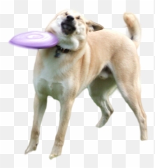 Download Doge Png - Frisbee Dog Png,Doge Png