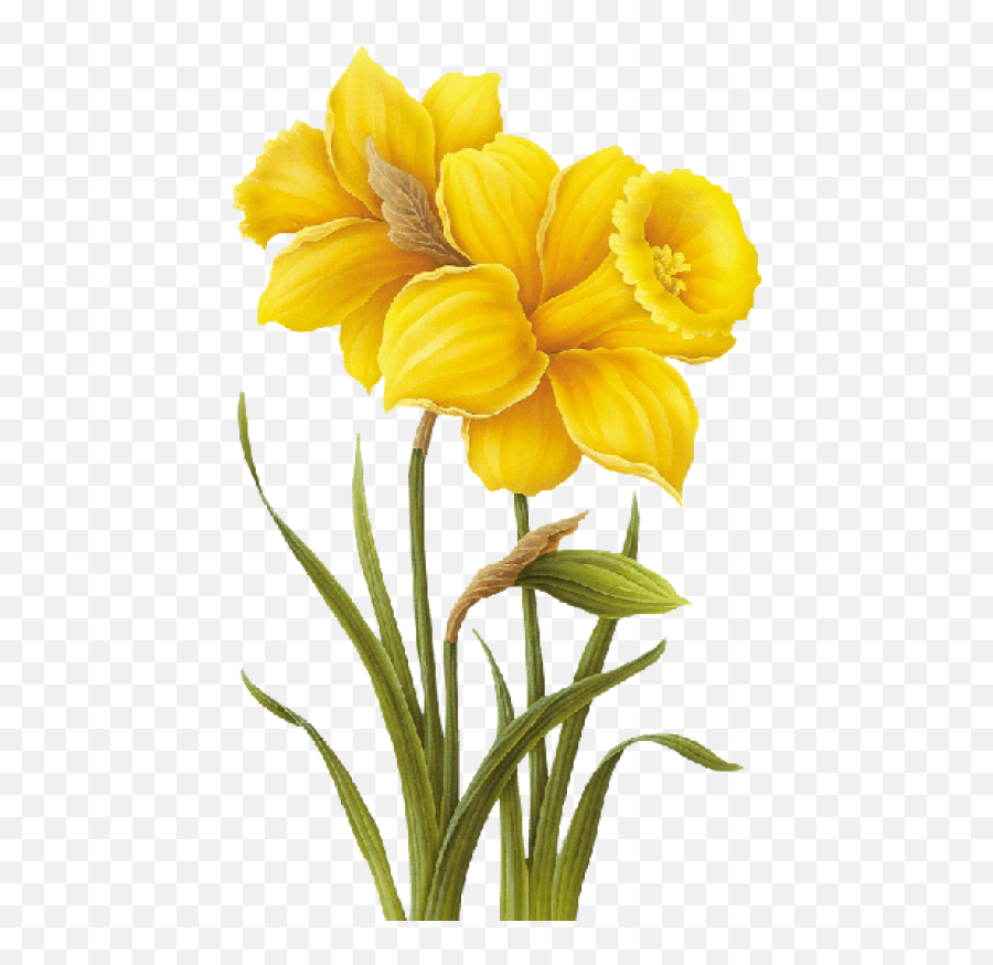 Free Png Download Yellow Flower Drawing - Transparent Yellow Flowers Png,Flower Drawing Png