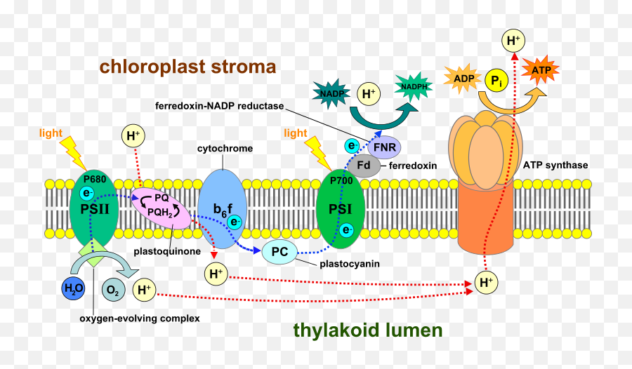 Difference Between Chloroplast And Mitochondria Structure - Photosynthesis In Thylakoid Membrane Png,Mitochondria Png