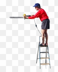 On A Ladder Cutting The Hedge Png Image - People Ladder Png,Hedge Png