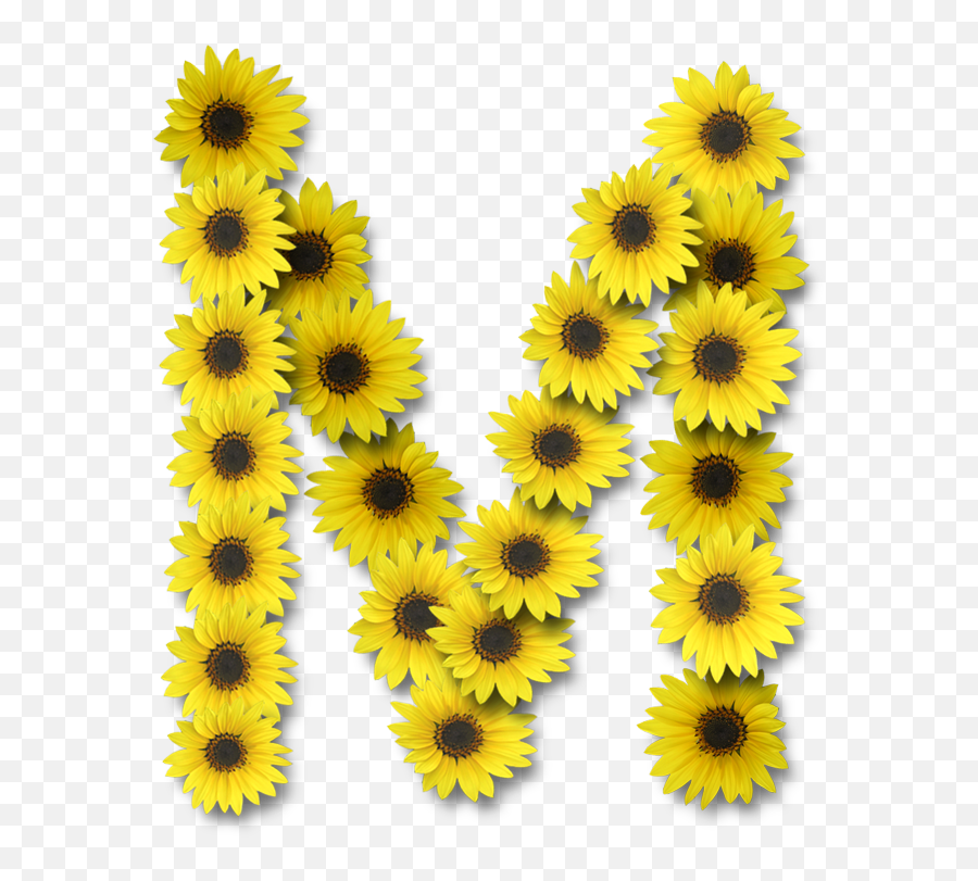 Alfabeto Sunflowers - Alphabet Sunflower Letters Png,Girasol Png