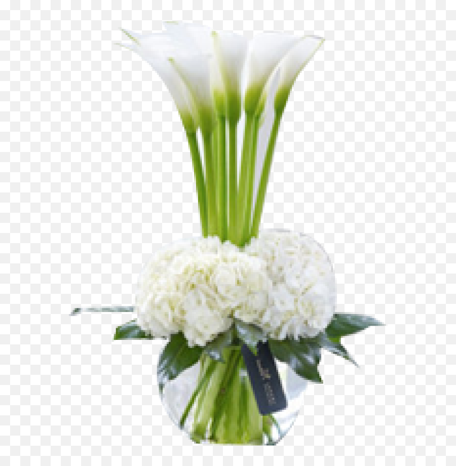 Free Calla Lily Png Download Clip - Calla Lily Fresh Flower Arrangement Ideas,Calla Lily Png