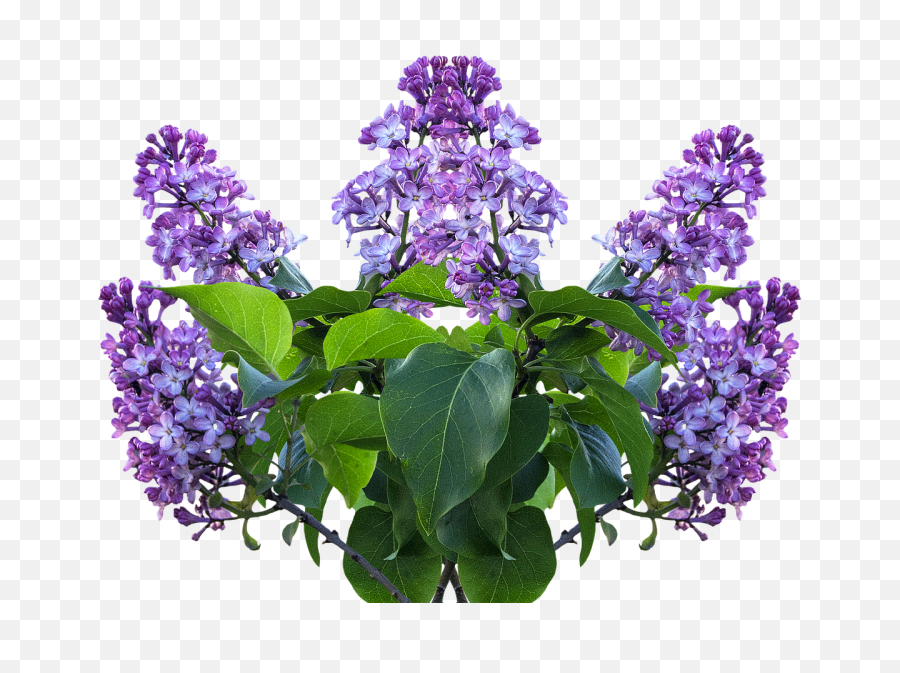 Lilac Spring Flower - Lilac Png Transparent,Lilac Png