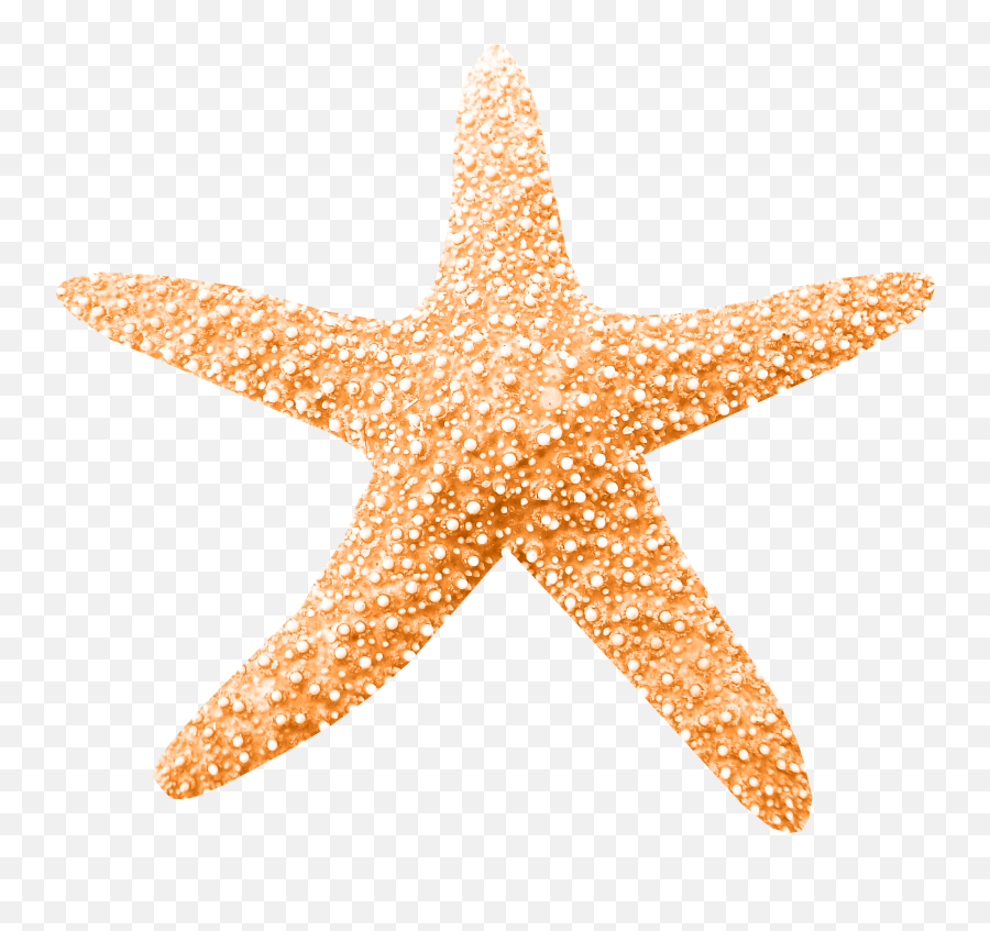 Peaches Clipart Starfish Transparent Free - Altos De Lircay National Reserve Png,Starfish Clipart Png