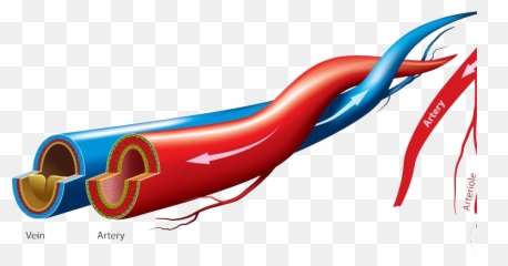 Veins Png Photo - Veins Arteries Capillaries Vessels,Veins Png