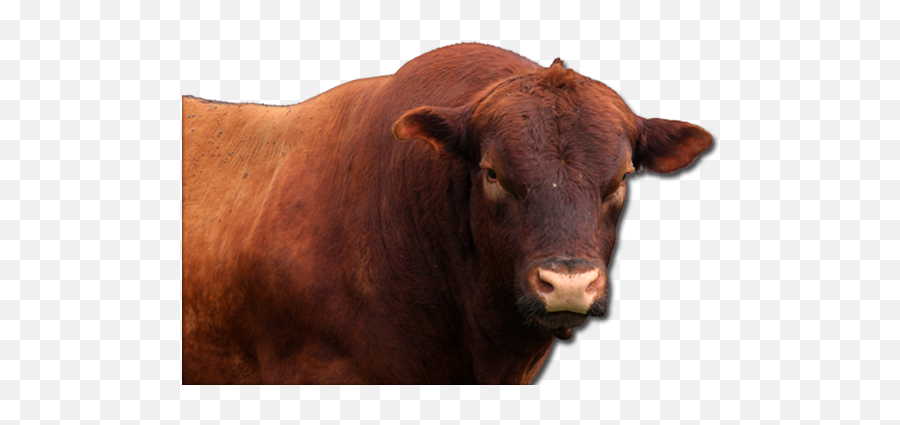 Angus Cattle Png Transparent - Png Bull,Cattle Png
