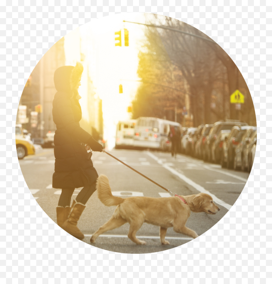 Mixypaws Nyc Dog Walkers - Labrador Retriever Png,People Walking Dog Png