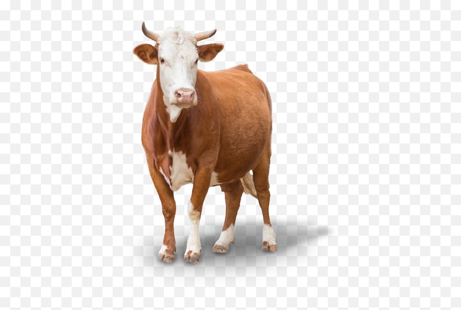Download Hd Cow Png Images - Cow Transparent Png Image Transparent Farm Animals Png,Cow Transparent