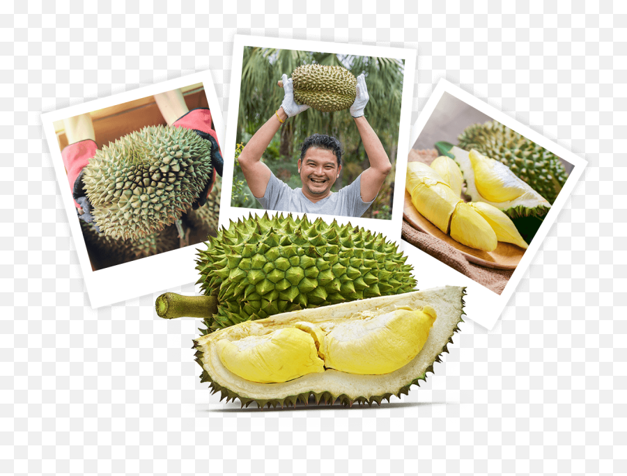 Best Durian Season In Singapore Online Delivery - Durio Zibethinus Png,Durian Png