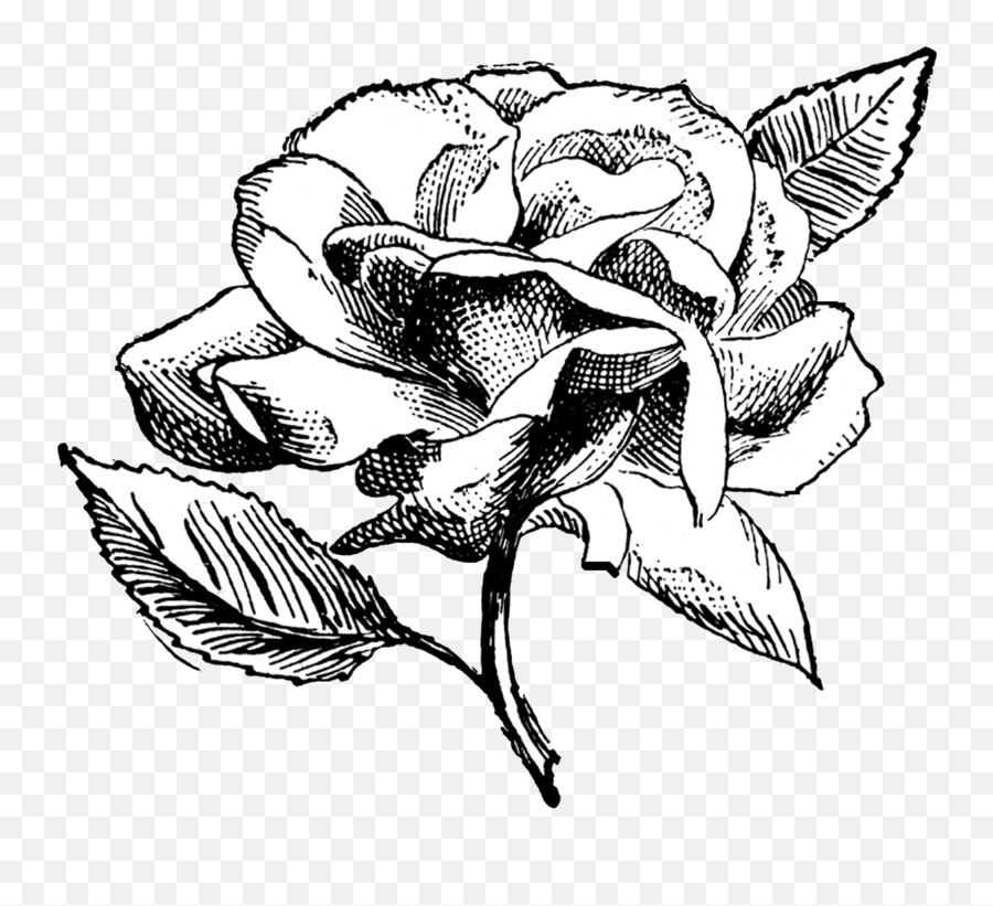 Free Vintage Digital Stamps Stamp - Vintage Rose Flower Illustration Png Black And White,Vintage Rose Png