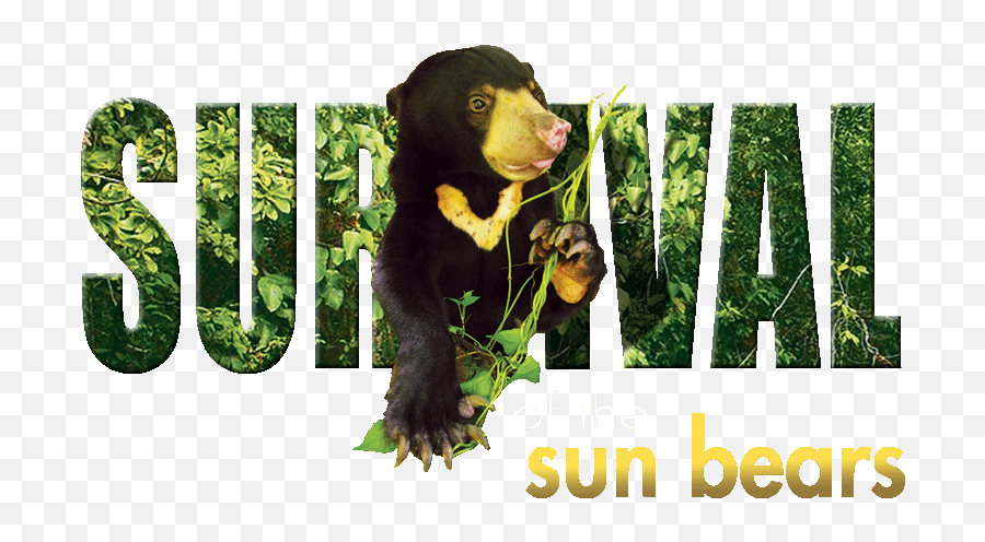 Survival Of The Sun Bears - Malayan Sun Bear Posters Png,Bear Face Icon
