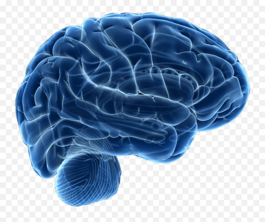 Human Brain Neuroimaging Neuroscience - Human Brain Png,Human Brain Png