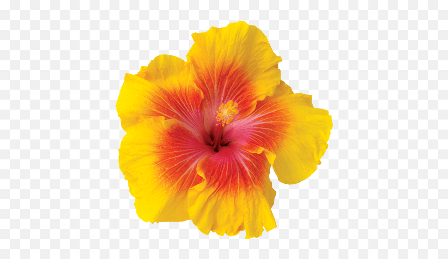 Frangipani Flowers Icon Theme Android Apps - Hawaiian Hibiscus Png,Hawaiian Flowers Png