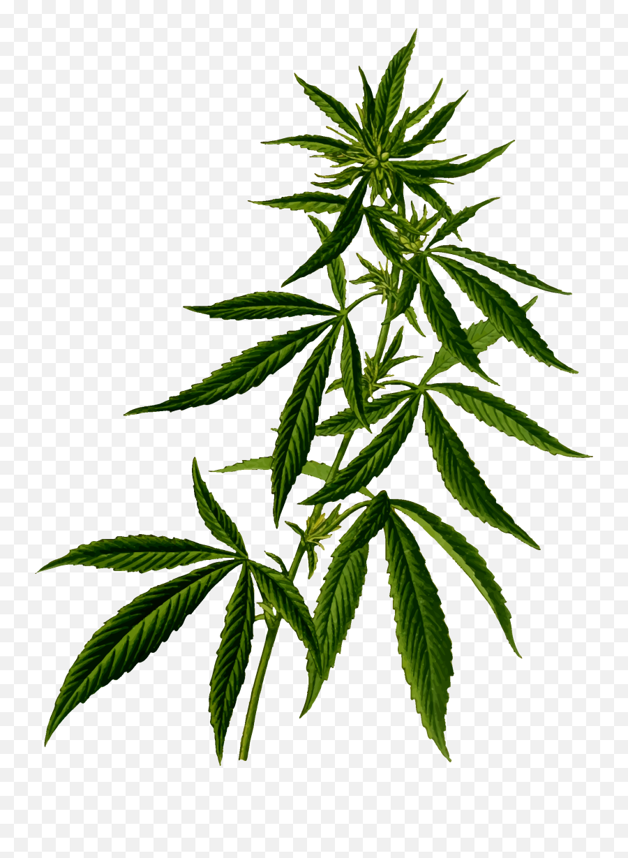 Cannabis Png Images Free Download - Weed Png,Weed Transparent Background