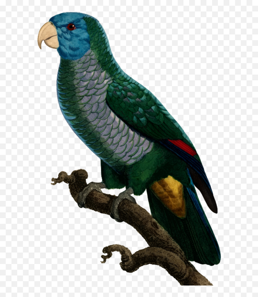 Download Mq Sticker - Parrot Png Image With No Background Parrots,Parrot Png