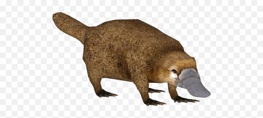 Platypus Png 4 Image - Zoo Tycoon 2 Platypus,Platypus Png