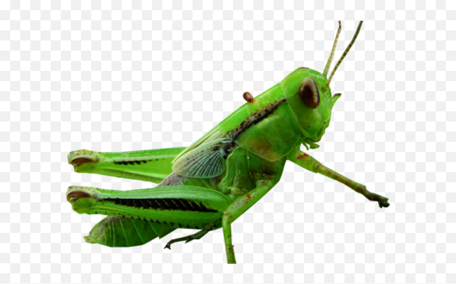 Hd Grasshopper Clipart Transparent - Grasshopper Png,Grasshopper Png