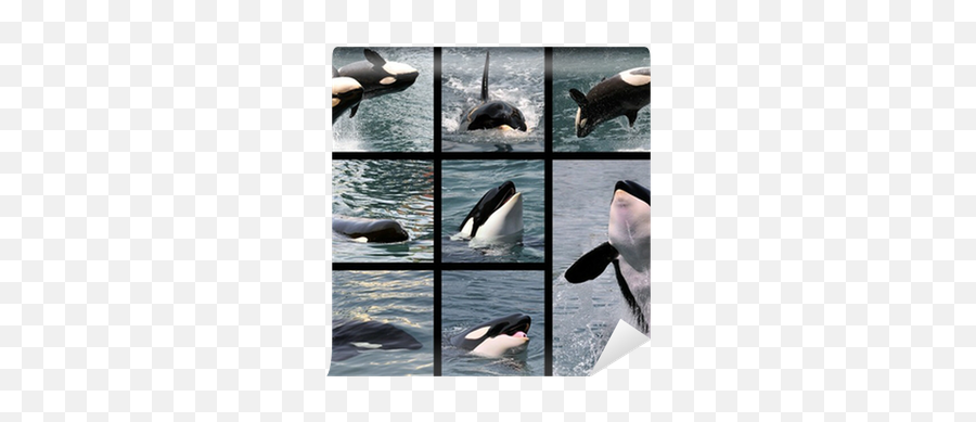 Eight Photos Mosaic Of Killer Whales Orcinus Orca Wall Mural U2022 Pixers - We Live To Change Collage De Fotos Orca Asesina Png,Orca Png