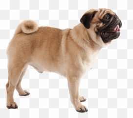 Pug - Pug Walking Png,Pug Face Png