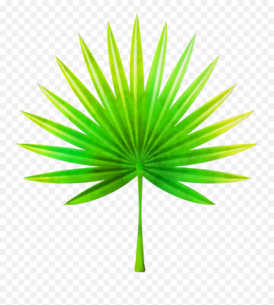 Hand Painted Fan Shaped Leaves Png Transparent - Tropical Fan Palm Leaf Png,Tropical Png