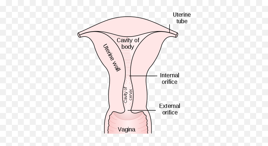 Uterus - Os Meaning In Pregnancy Png,Uterus Png