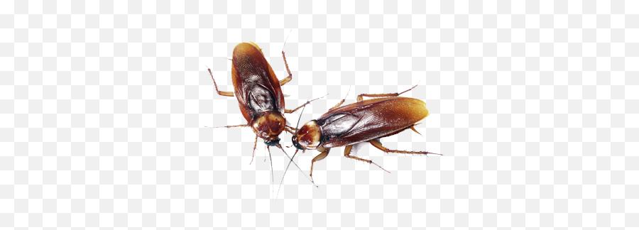 Cockroach Control - Horror Cockroach Png,Cockroach Transparent