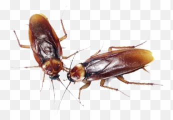 Cockroach Control - Horror Cockroach Png,Cockroach Transparent