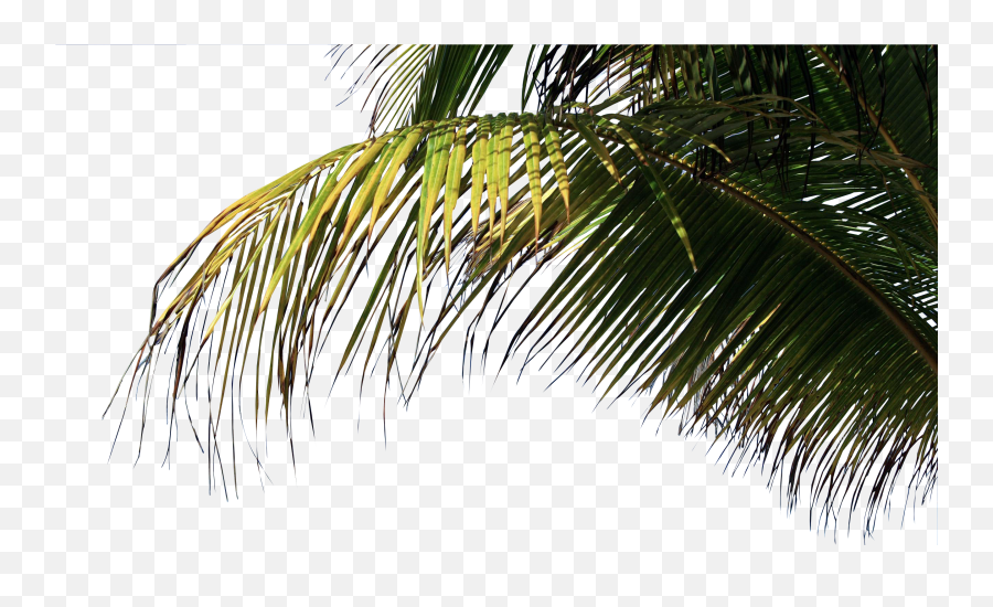 Download Palm - Palm Trees Beach Png,Beach Png