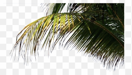 Download Palm - Trees Transparent PNG