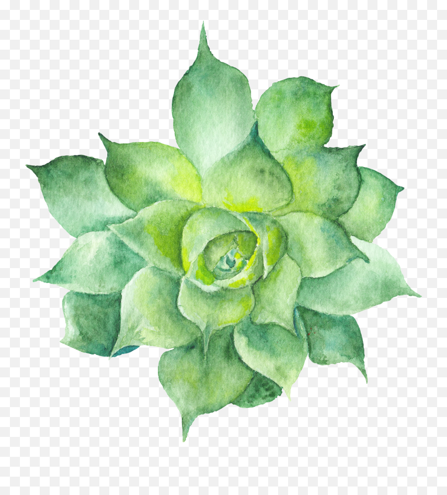 Watercolor Greenery Png - Succulent Clipart Transparent Background,Succulent Transparent Background
