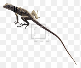 Collared Lizard - Immediate Entourage Komodo Dragon Png,Lizard Png