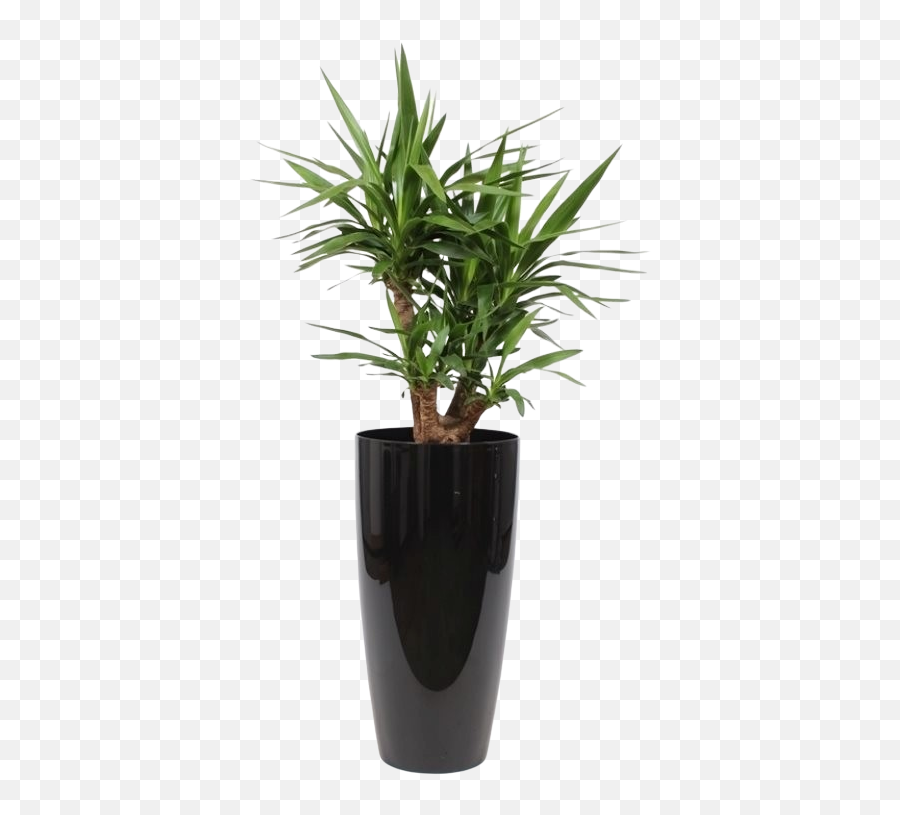 Yucca Branches In Ornamental Pot Water Meter - Florastore Plants For Oxygen Indoors Png,Yucca Png