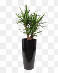 Yucca Branches In Ornamental Pot Water Meter - Florastore Plants For Oxygen Indoors Png,Yucca Png