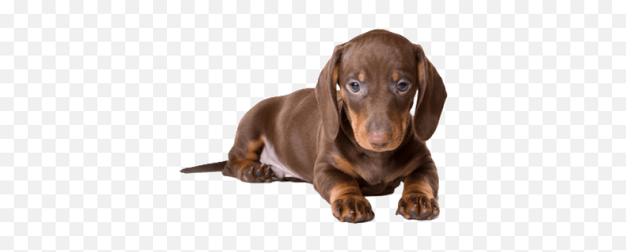 Dachshund - Dachshund Brown Puppy Png,Dachshund Png