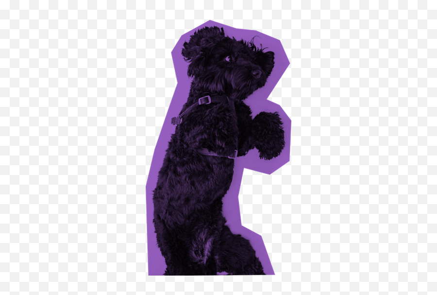 Download Buy The Jason Theme - Toy Poodle Png Image With No Standard Poodle,Poodle Png