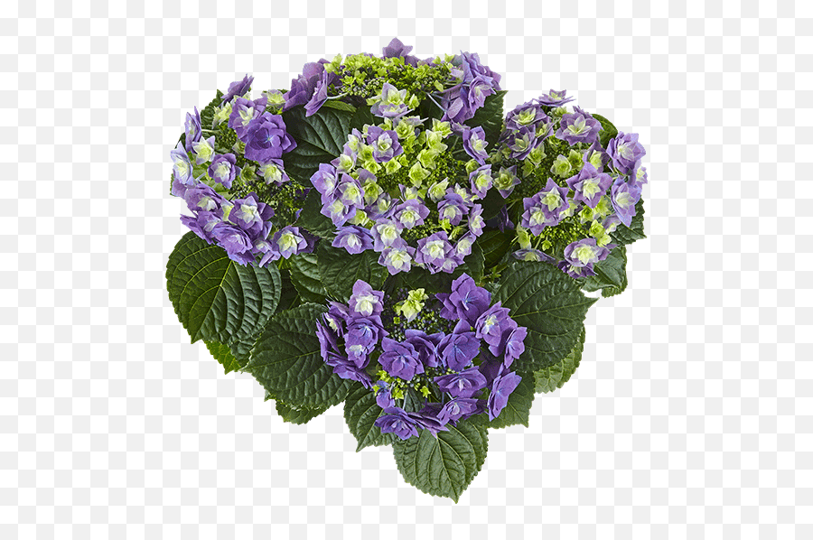 Feather Blue Kötterheinrich - Bouquet Png,Hydrangea Png