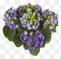 Feather Blue Kötterheinrich - Bouquet Png,Hydrangea Png