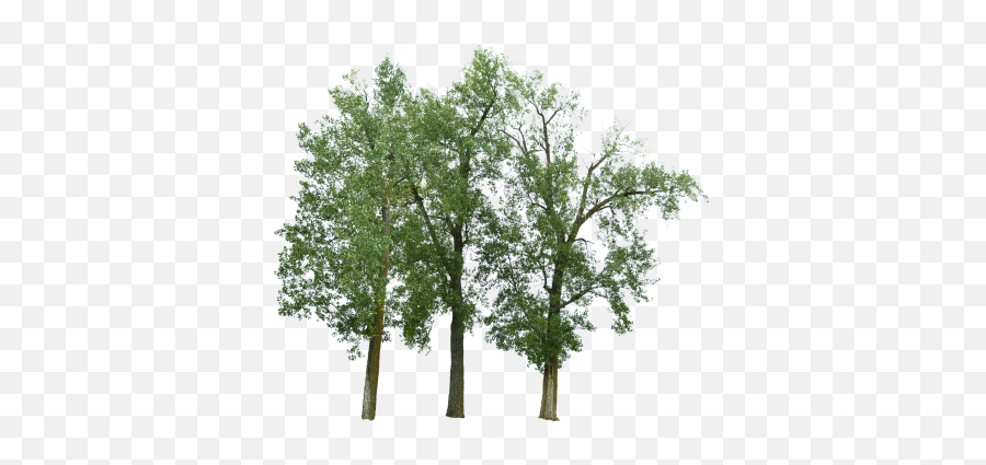 Search Results Of Pngpsd Andor Jpeg Images Snipstock - River Birch Png,Trees Background Png