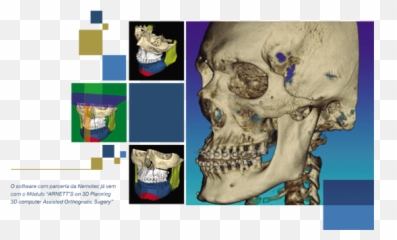 Index Of - Skull Png,3d Skull Png